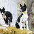 Basenji noir et blanc aux oreilles dressées près d'une forêt, deux chiens Basenji qui ont l'air spéciaux, chien de taille moyenne aux oreilles dressées et au pelage court.