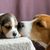 chien, mammifère, beagle, vertébré, race de chien, canidé, beagle terrier, mère beagle câlinant son chiot