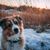 Berger anglais tricolore debout sur un champ de neige et au coucher du soleil, chien tricolore à poil long, chien similaire au Berger australien, Collie, chien de berger d'Angleterre, race de chien anglais, race de chien britannique