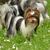 Yorkshire Terrier tricolore, Biewer Terrier avec tache blanche, chien de petite taille et hypoallergénique, race hypoallergénique, petit chien de race à poil long, chien mignon pour débutants