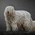 Chien, mammifère, vertébré, Canidae, race de chien, Komondor, carnivore, Groupe sportif, Komondor blanc sur fond sombre