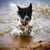 Wasser,Hund,Fleischfresser,Hunderasse,Begleithund,Strand,Schnauze,Windwelle,Sportliche Gruppe,Hundeversorgung,