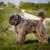 Chien de berger de Belgique, chien de race belge, chien gris au pelage laineux, chien au pelage laineux, chien avec des boucles, chien avec beaucoup de sous-poil, chien de travail, chien pour la police, chien de garde, chien de berger et chien de troupeau en un, chien de famille avec beaucoup d'exercice, visage comme un singe, chien semblable à un singe, chien semblable à un caniche, Bouvier des Flandres dans les montagnes