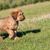 petit chiot briard brun court maladroitement dans une prairie verte, grand chien de race