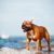 chien, race de chien, Canidae, mammifère, American Staffordshire terrier, carnivore, Staffordshire bull terrier, museau, American Staffordshire terrier brun courant dans l'eau