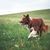 Mammifère, Vertébré, Chien, Canidé, Race canine, Carnivore, Border Collie, Herbe, Groupe sportif, Boarder Collie brun et blanc marchant dans un champ devant une colline