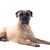 Chien, mammifère, vertébré, race de chien, Canidae, Bull Mastiff, carnivore, English Mastiff, Mastiff classique brun noir