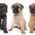 Chien, mammifère, vertébré, race de chien, canidé, bull mastiff, english mastiff, carnivore, race de chien géant, chiots de toutes les couleurs, chiot bull mastiff noir, chiot brun et fauve