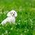 Chien, vertébré, Canidae, race de chien, mammifère, herbe, chiot, chien de compagnie, caniche nain blanc, race similaire au Bichon frisé,