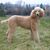 chien, mammifère, vertébré, race de chien, Canidae, caniche standard, caniche, carnivore, chien de compagnie, ressemble à un goldendoodle mais est de race pure