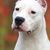 Chien, mammifère, vertébré, race de chien, Canidae, carnivore, Dogo argentino aux oreilles coupées, chien de combat de Cordoba, race comme Dogo guatemalteco, groupe non sportif, grand chien de combat blanc, chien de liste dans de nombreux pays