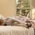 Chien courant de type Walker Coonhound couché dans un lit et endormi, chien tricolore d'Amérique, chien de chasse américain pour la chasse aux ratons laveurs et aux opposums, chien aux longues oreilles tombantes, chien de race tacheté, gros chien