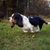 Chien noir, marron et blanc courant rapidement dans une prairie verte, basset courant, chien aux longues oreilles tombantes et au pelage court jusqu'aux genoux.