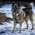 Chien d'Elkhound norvégien gris, chien gris, race de chien de Norvège, chien spitz gris, race de chien scandinave, chien de taille moyenne à poil très long, poil dense et queue enroulée, chien aux oreilles dressées, chien dans la neige, chien courant et chien de travail, race de chien têtue