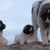Chien de montagne pyrénéen noir et blanc avec deux chiots sur une colline, un grand chien brun noir et blanc semblable au Berhardiner, l'une des plus grandes races du monde, chien géant blanc aussi appelé Patou