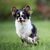 Chien, vertébré, race de chien, Canidae, mammifère, chien de compagnie, carnivore, groupe sportif, herbe, chiot, Chihuahua à poil long avec oreilles dressées, poil long, chien de moins de 5 kg
