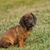 Chiot blaireau alpin, petit chien brun d'Autriche, chien aux longues oreilles tombantes,