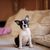 Chien, mammifère, vertébré, Canidae, chiot Boston Terrier, race de chien, carnivore, chien de compagnie, chiot, race similaire au Bouledogue français, oreilles dressées chez les petits chiens, chien qui a besoin de beaucoup d'exercice