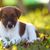 Chiot Smooth Fox Terrier, chien de taille moyenne au long museau, chien aux oreilles décollées, chien de famille, chien de garde, chien de chasse, chien de famille actif, chien sportif de Grande-Bretagne, chien anglais au pelage lisse, tricolore.