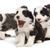 Chiots colley barbu en brun blanc et noir blanc, beaucoup de chiots dans une grappe, petits chiots de chien mignons