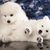 deux jeunes chiots Spitz du Japon couchés et câlins, chiens qui ressemblent à des ours, chien qui ressemble à un ours, chiots blancs à longue fourrure du Japon