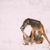 Description de la race Chrotaj, lévrier à poils courts, race de chien géant, race de lévrier de Russie, race de chien russe, Chortaja Borzaja, Hortaya Borzaya, Hort, Horty, chien brun aux oreilles inclinées dans la neige