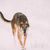 Description de la race Chrotaj, lévrier à poils courts, race de chien géant, race de lévrier de Russie, race de chien russe, Chortaja Borzaja, Hortaya Borzaya, Hort, Horty, chien brun aux oreilles inclinées dans la neige