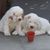 Chien, mammifère, vertébré, race de chien, Canidae, carnivore, nez, groupe sportif, chiots Clumber Spaniel blanc, chien de compagnie,