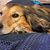 Chien,carnivore,race de chien,chien de compagnie,faon,accessoires pour chien,foie,moustaches,animal de travail,museau,