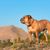 Bouledogue continental debout sur une steppe regardant au loin sous un ciel bleu, chien de race moyenne, chien de race pour débutants, chien similaire au Bouledogue français
