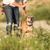 Chien apprenant le commandement "Reste", Bouledogue continental debout dans un pré avec son maître, chien de race moyenne à poil court, chien pour débutants, chien similaire au Bulldog