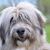 chien de race roumaine, chien de Roumanie, chien de berger, chien à poil long, chien de grande race.