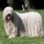 Komondor, chien hongrois, chien hirsute, chien dreadlocked, race de chien énorme, grand chien, plus grand chien du monde, grande race blanche, chien de Hongrie