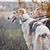 Chien, mammifère, vertébré, Canidae, Barzoï, race de chien, carnivore, lévrier, deux barzoïs tachetés de brun et de blanc se tenant en laisse dans une prairie, en automne.