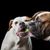 Chien, mammifère, vertébré, race de chien, Canidae, bulldog, carnivore, bulldog anglais, boxer, deux bulldogs américains mâchant une balle de tennis sur fond noir.