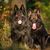 Chien, Mammifère, Vertébré, Canidé, Race de chien, Vieux berger allemand, Carnivore, Berger allemand, Deux bergers allemands noirs assis dans l'herbe