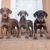 Chien, mammifère, vertébré, race de chien, Canidae, Pinscher allemand, Pinscher, carnivore, Transylvanien, chien de chasse, Doberman en trois couleurs, Doberman gris, Doberman bronzé et Doberman marron chiot