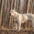 Chien, mammifère, vertébré, Canidae, race de chien, carnivore, Dogo Argentino, chien de combat de Cordoba, mastiff argentin aux oreilles coupées, race de chien musclé, chien de garde, alaunt, chien dans les bois, muscles chez les chiens, grand chien blanc, chien de combat, chien de liste
