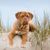 Chien, mammifère, vertébré, Canidae, Dogue de Bordeaux, race de chien, carnivore, chien de travail, chien de garde, Dogue de Bordeaux dans le sable entre les plantes