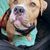 Hund,Fleischfresser,Halsband,Hunderasse,Fawn,Leber,Hundehalsband,Begleithund,Haustierbedarf,Hundebedarf,