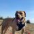Himmel,Hund,Fleischfresser,Hunderasse,Halsband,Rehkitz,Pflanze,Begleithund,Landschaft,Gras,