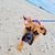 Himmel,Hund,Strand,Wolke,Fleischfresser,Rehkitz,Hunderasse,Begleithund,Sommer,Wasser,