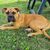Hund, Boxer, Fleischfresser, Gras, Rehkitz, Begleithund, Hunderasse, Pflanze, Schnauze, Langeweile,