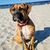 Hund,Himmel,Wasser,Blau,Fleischfresser,Halsband,Strand,Kitz,Hunderasse,Hundehalsband,