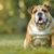 Chien, mammifère, vertébré, race de chien, Canidae, vieux bulldog anglais, bulldog, gros vieux bulldog anglais, carnivore, chien de compagnie, chien de combat, a tendance à être en surpoids