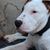 Hund,Hunderasse,Fleischfresser,Halsband,Arbeitstier,Haustierbedarf,Kitz,Begleithund,Schnurrhaare,Hundehalsband,