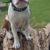 Hund,Fleischfresser,Halsband,Hunderasse,Holz,Begleithund,Fawn,Hundehalsband,Schnurrhaare,Schnauze,