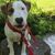Hund,Pflanze,Wasser,Fleischfresser,Hunderasse,Baum,Halsband,Arbeitstier,Tierbedarf,Rehkitz,