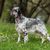 Chien de chasse, chien de race britannique avec des taches noires, chien Setter, Setter irlandais ressemble, Setter anglais noir blanc