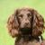 Portrait d'un Field Spaniel, chien aux oreilles tombantes, chien au pelage ondulé, chien de race brune